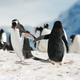 Image for article titled Lesbian Penguins Discovered Happily Living Undetected At Israeli Zoo